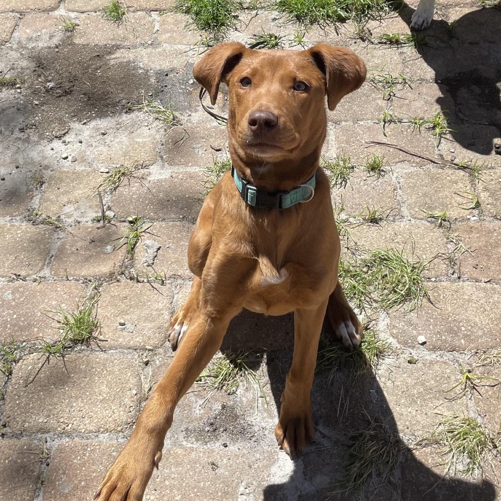 Annabelle (fka Ruby Red), an adoptable Vizsla, Labrador Retriever in New Orleans, LA, 70124 | Photo Image 3