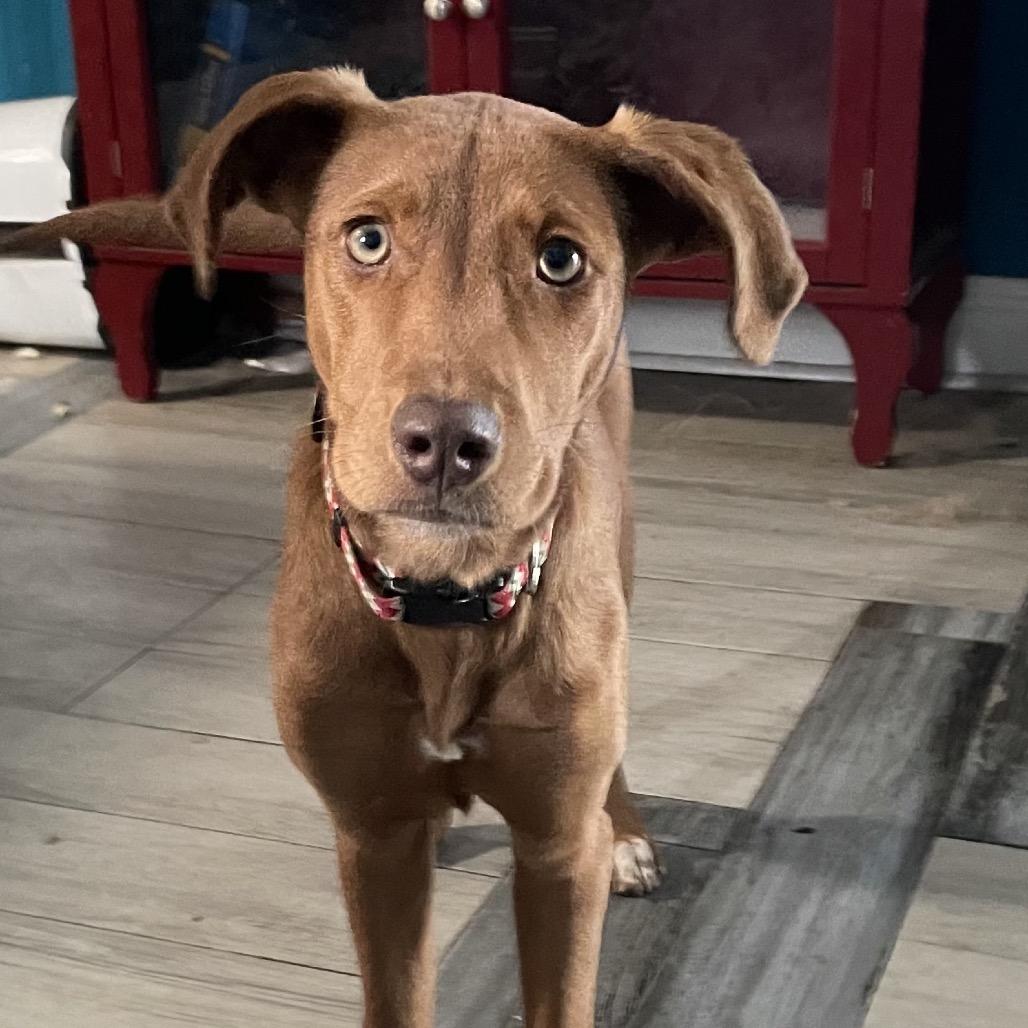 Annabelle (fka Ruby Red) — thumbnail 6