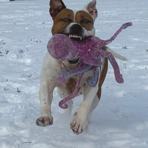Princess, a Adoptable mixed breed in Bristol, IN image 2/6