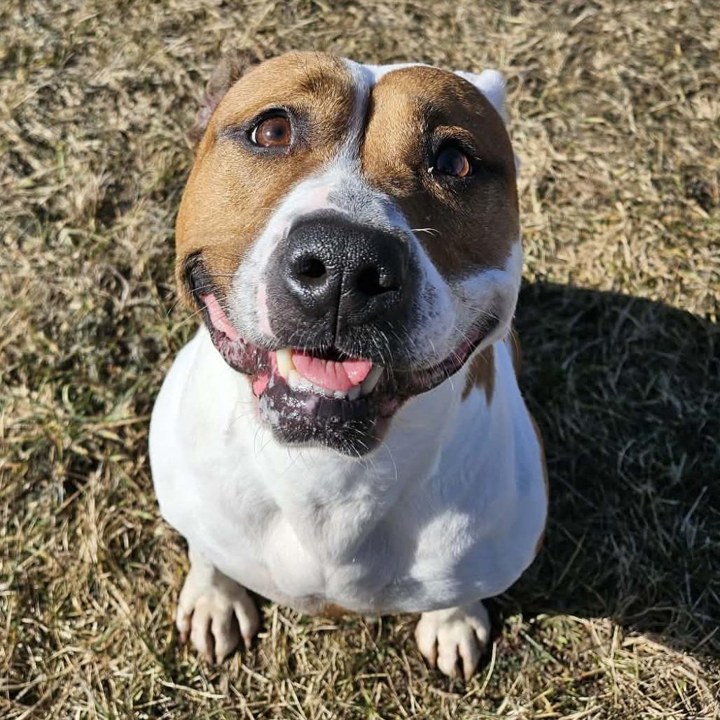 Princess, a Adoptable mixed breed in Bristol, IN image 5/6