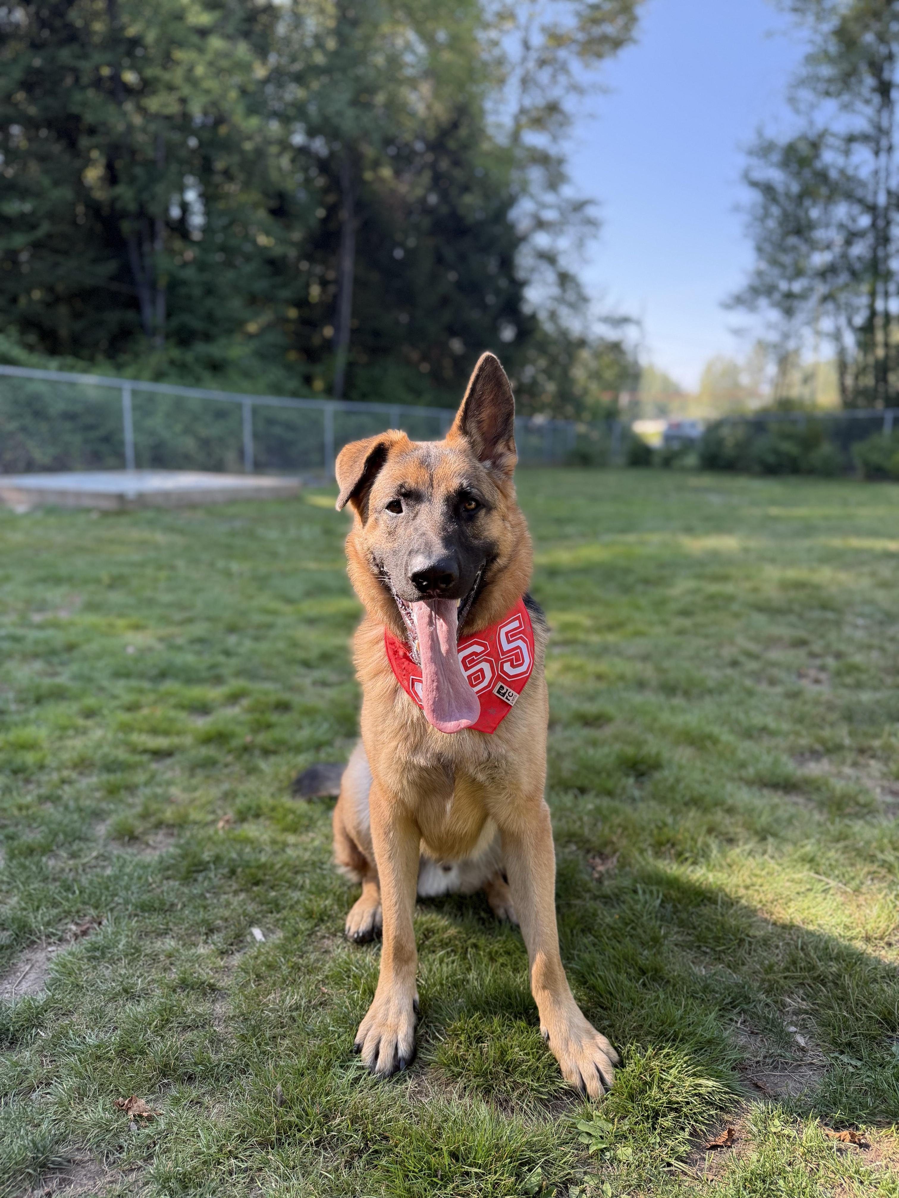 Enlarge Maple 39044 (1.5 Years Old), a Adoptable German Shepherd Dog in Langley, BC image 2/6