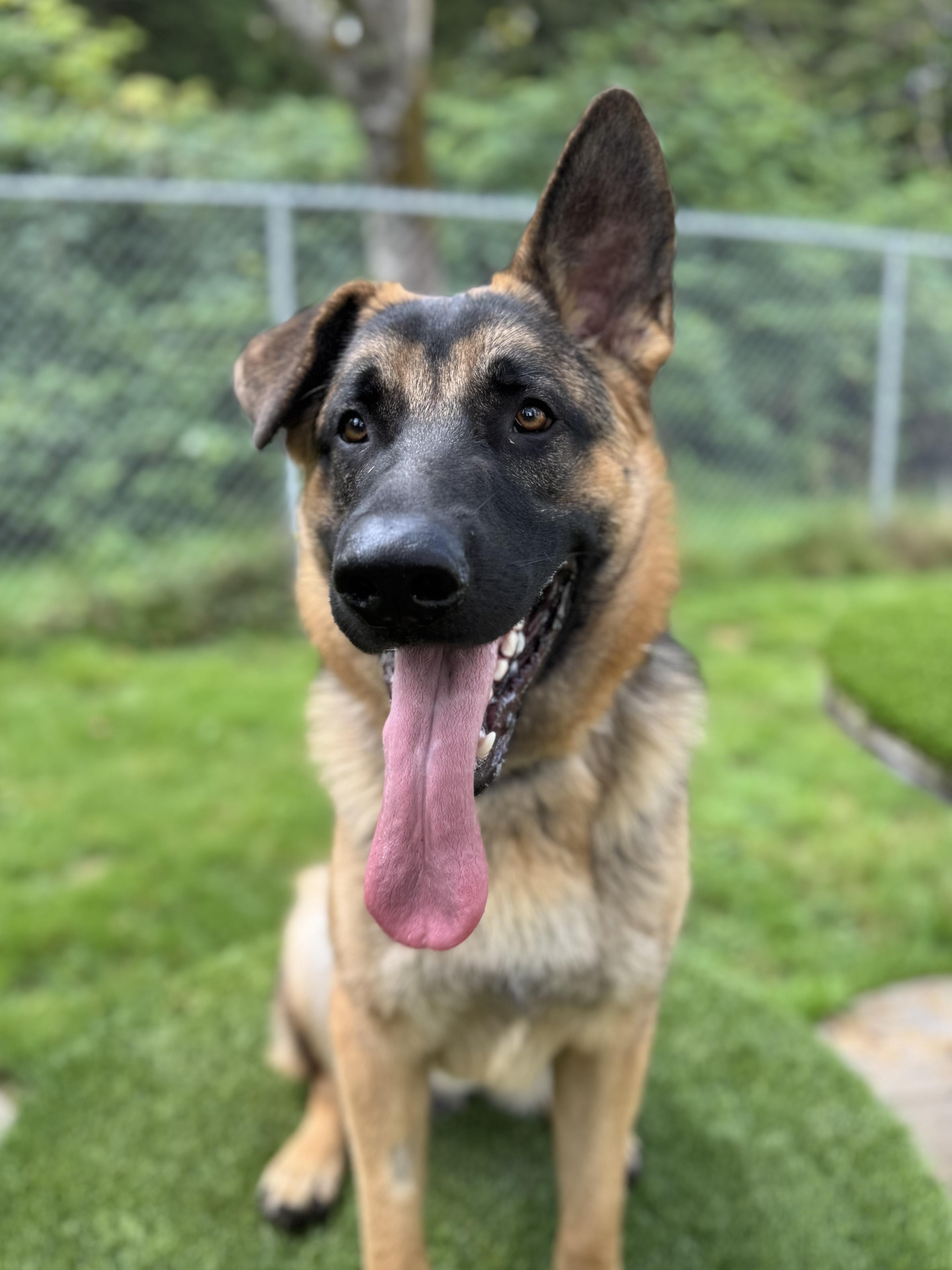 Enlarge Maple #39044 (1 Years Old) , a Adoptable German Shepherd Dog in Langley, BC image 4/6