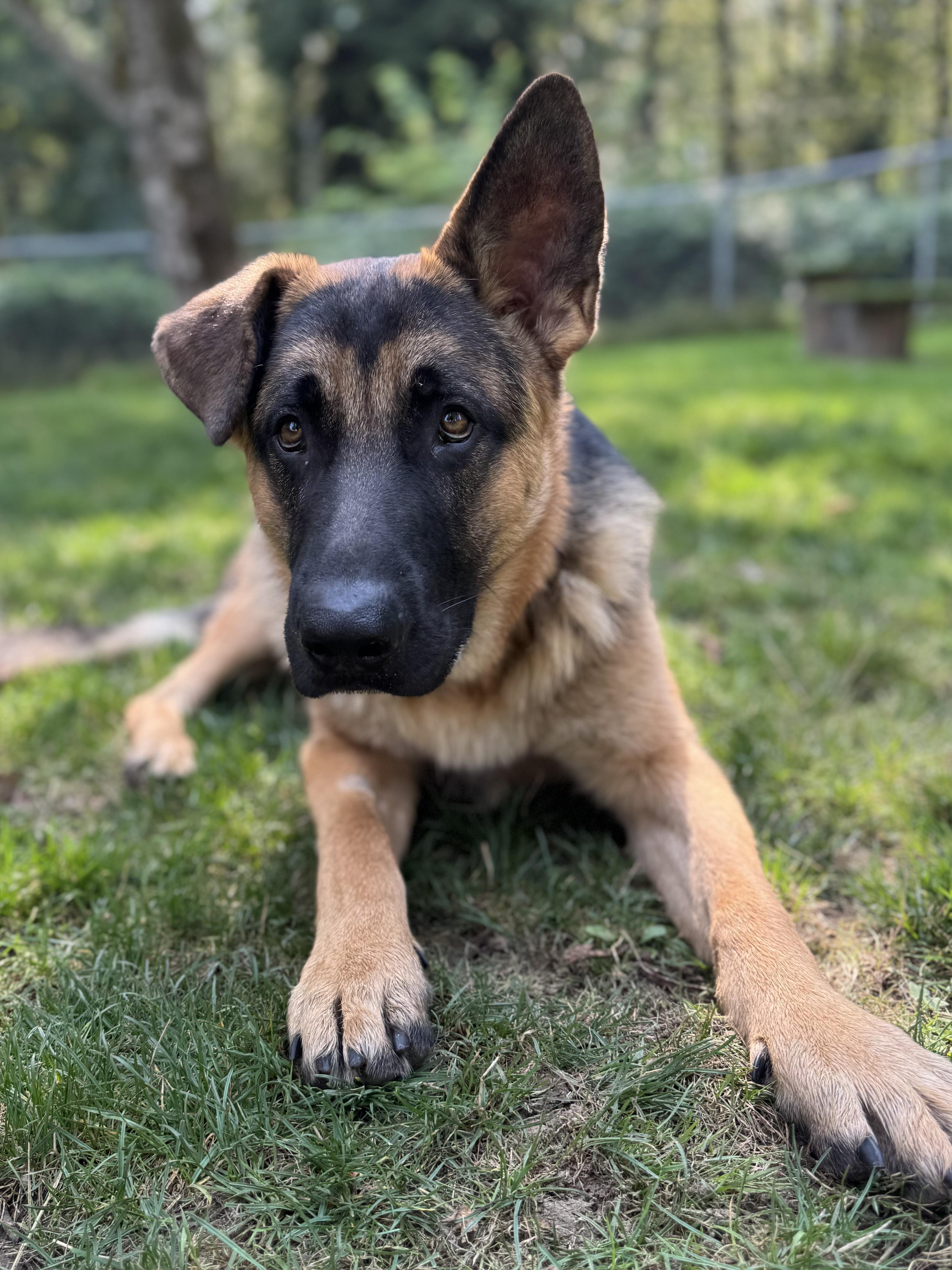 Maple #39044 (1 Years Old) , Adoptable, Young Male German Shepherd Dog.