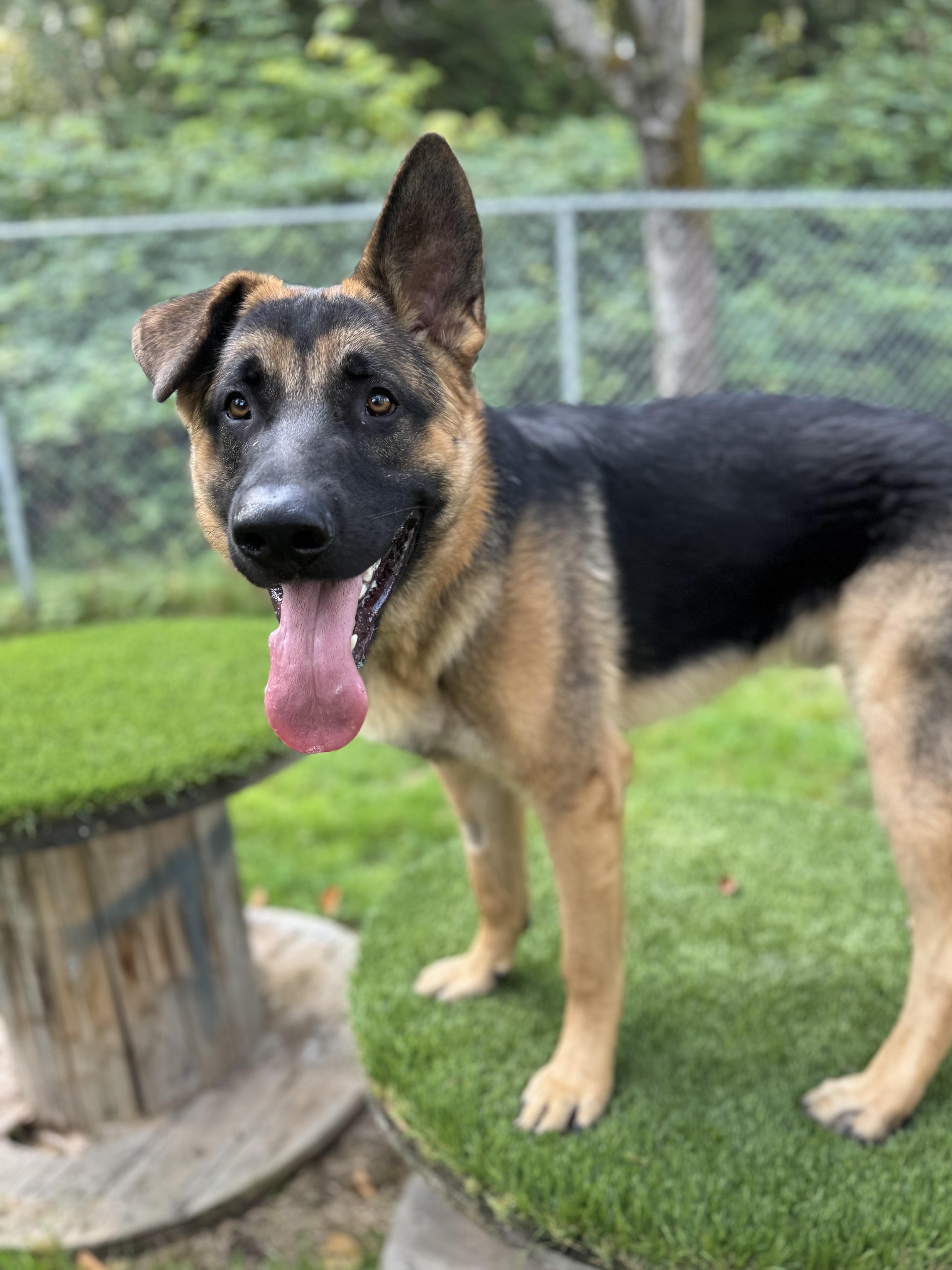 Enlarge Maple #39044 (1 Years Old) , a Adoptable German Shepherd Dog in Langley, BC image 6/6