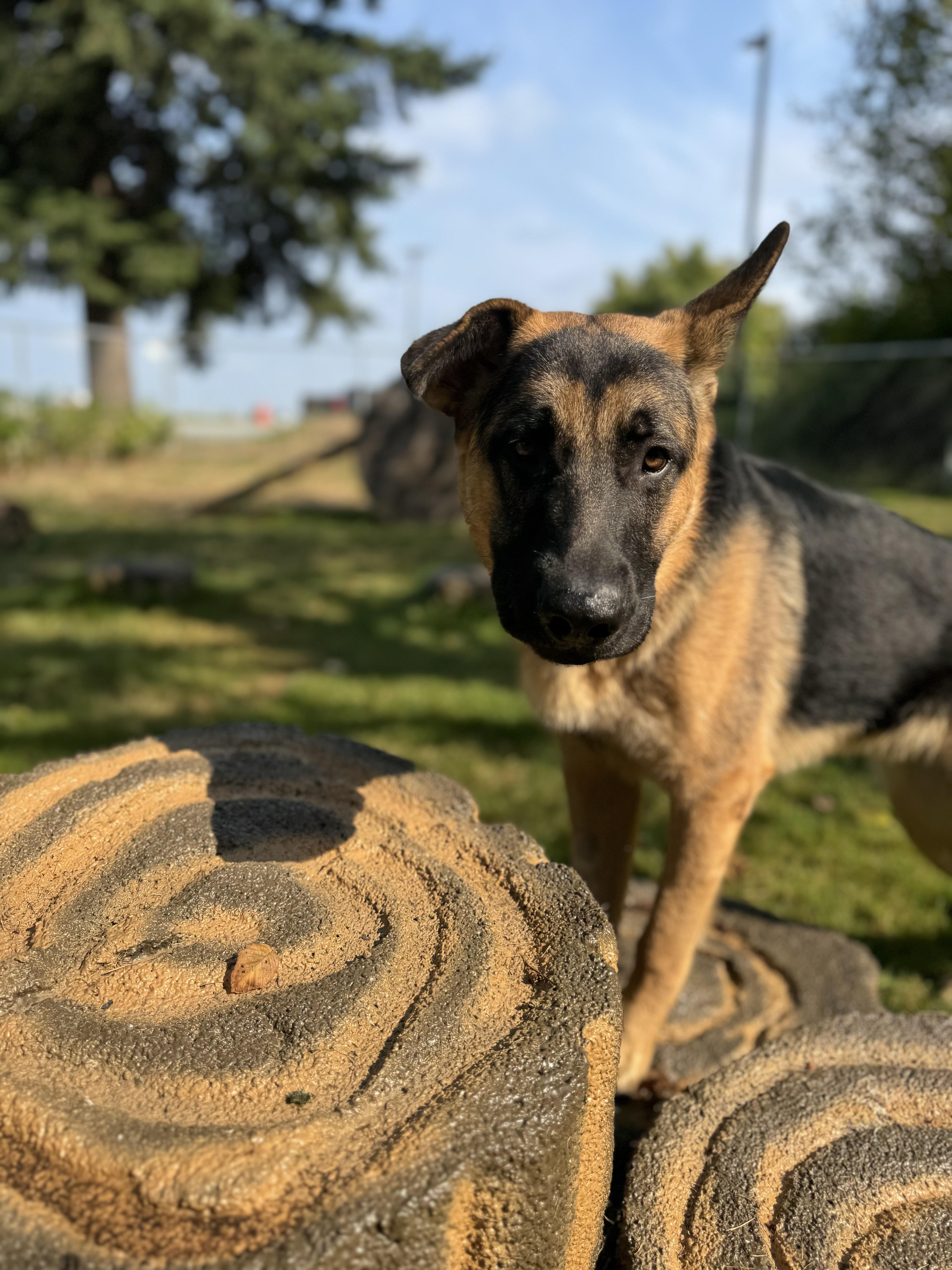 Enlarge Maple #39044 (1 Years Old) , a Adoptable German Shepherd Dog in Langley, BC image 3/6