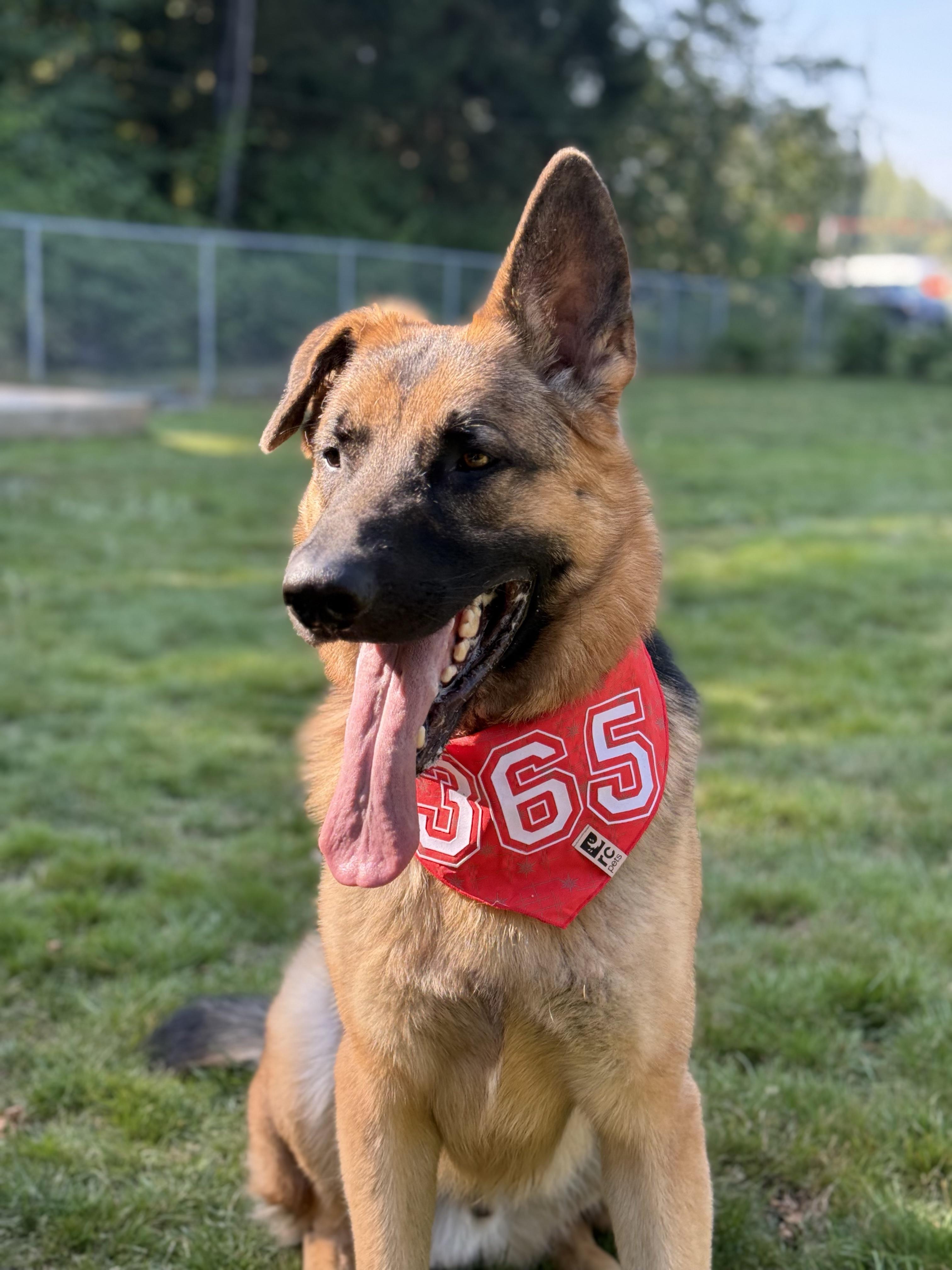 Maple 39044 (1.5 Years Old), Adoptable, Young Male German Shepherd Dog.