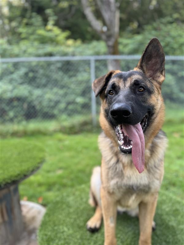Enlarge Maple #39044 (1 Years Old) , a Adoptable German Shepherd Dog in Langley, BC image 2/6