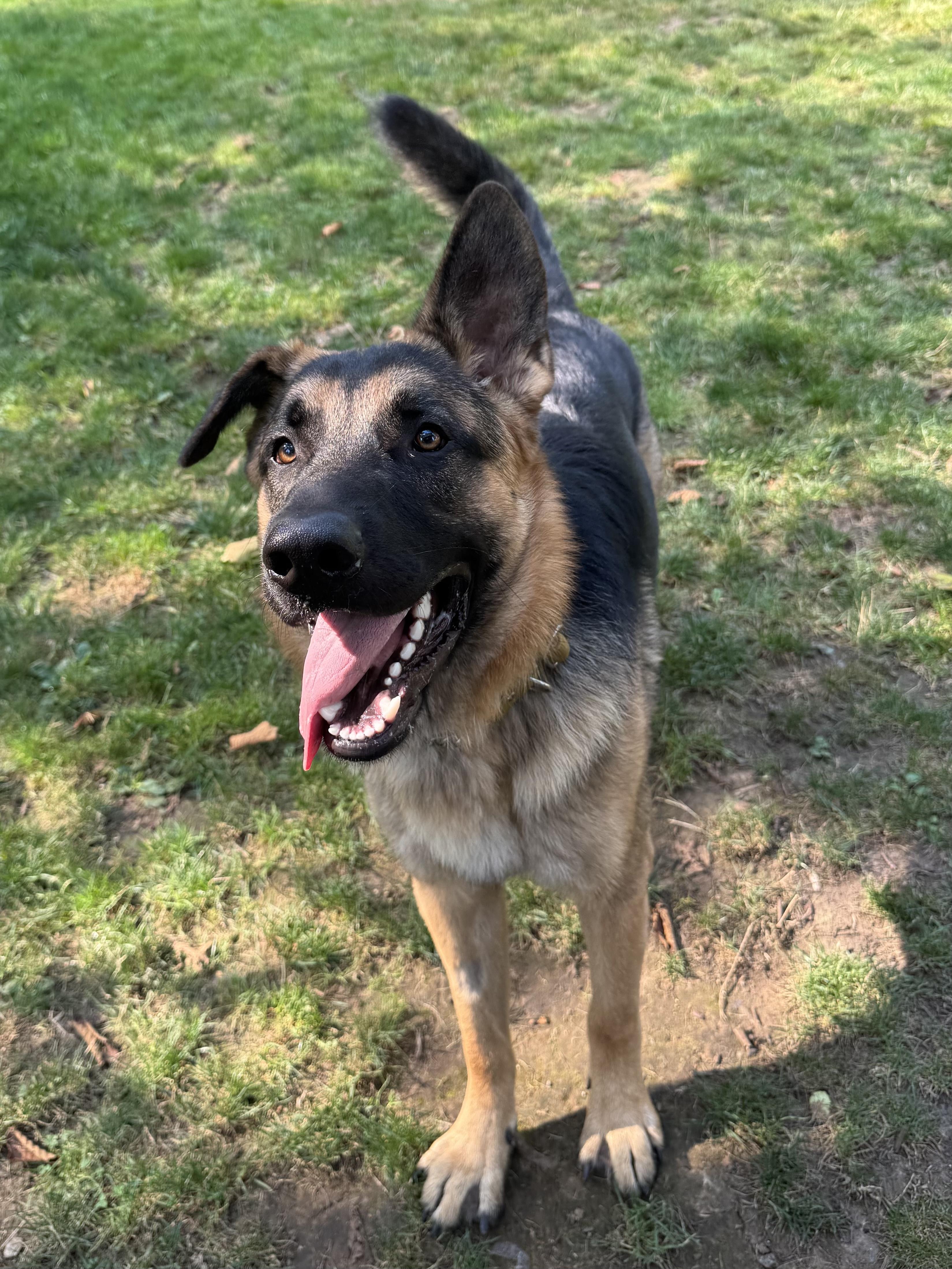 Enlarge Maple #39044 (1 Years Old) , a Adoptable German Shepherd Dog in Langley, BC image 5/6