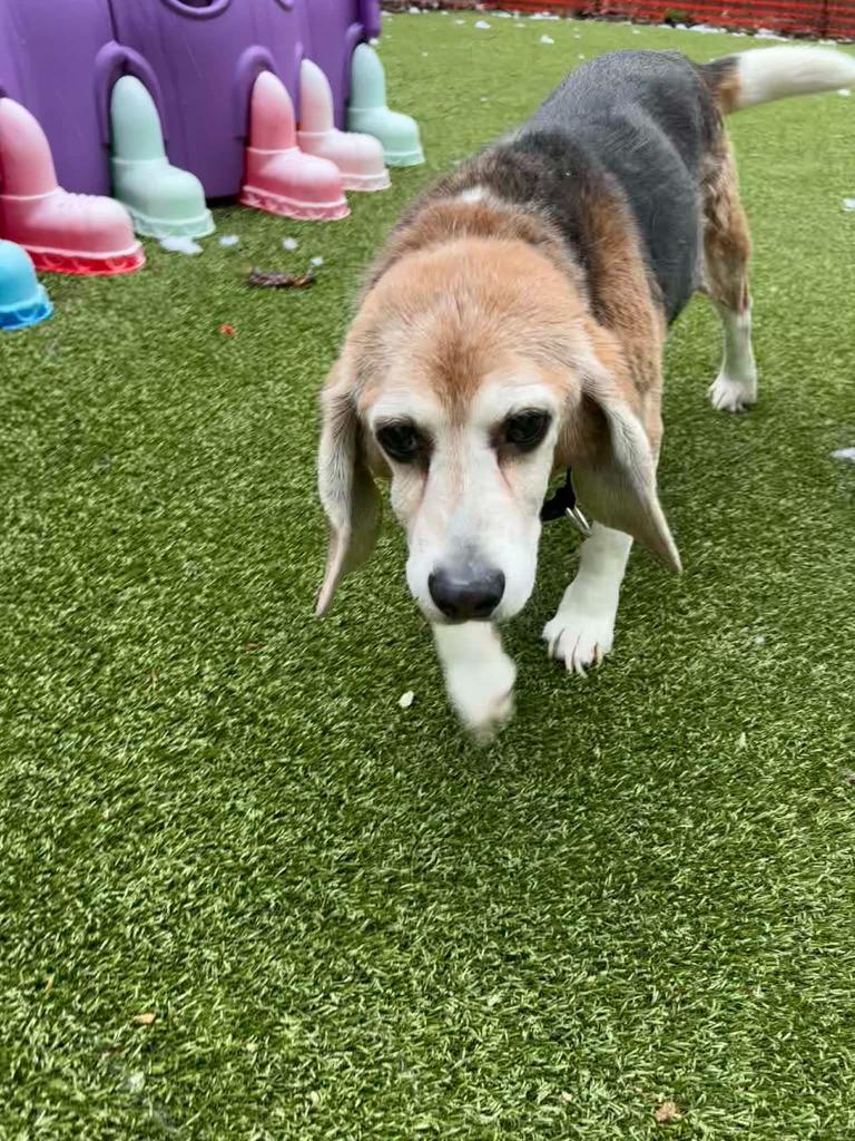 Billy, Adoptable, Senior Male Beagle.
