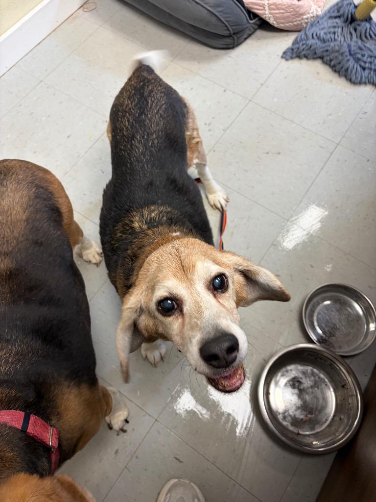 Billy, a Adoptable Beagle in Liverpool, NY image 2/2