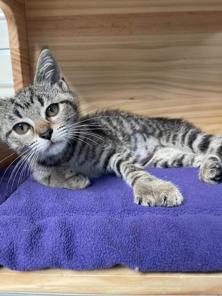 Enlarge Dexterity, a ADOPTABLE Domestic Short Hair in New Philadelphia, OH image 1/1