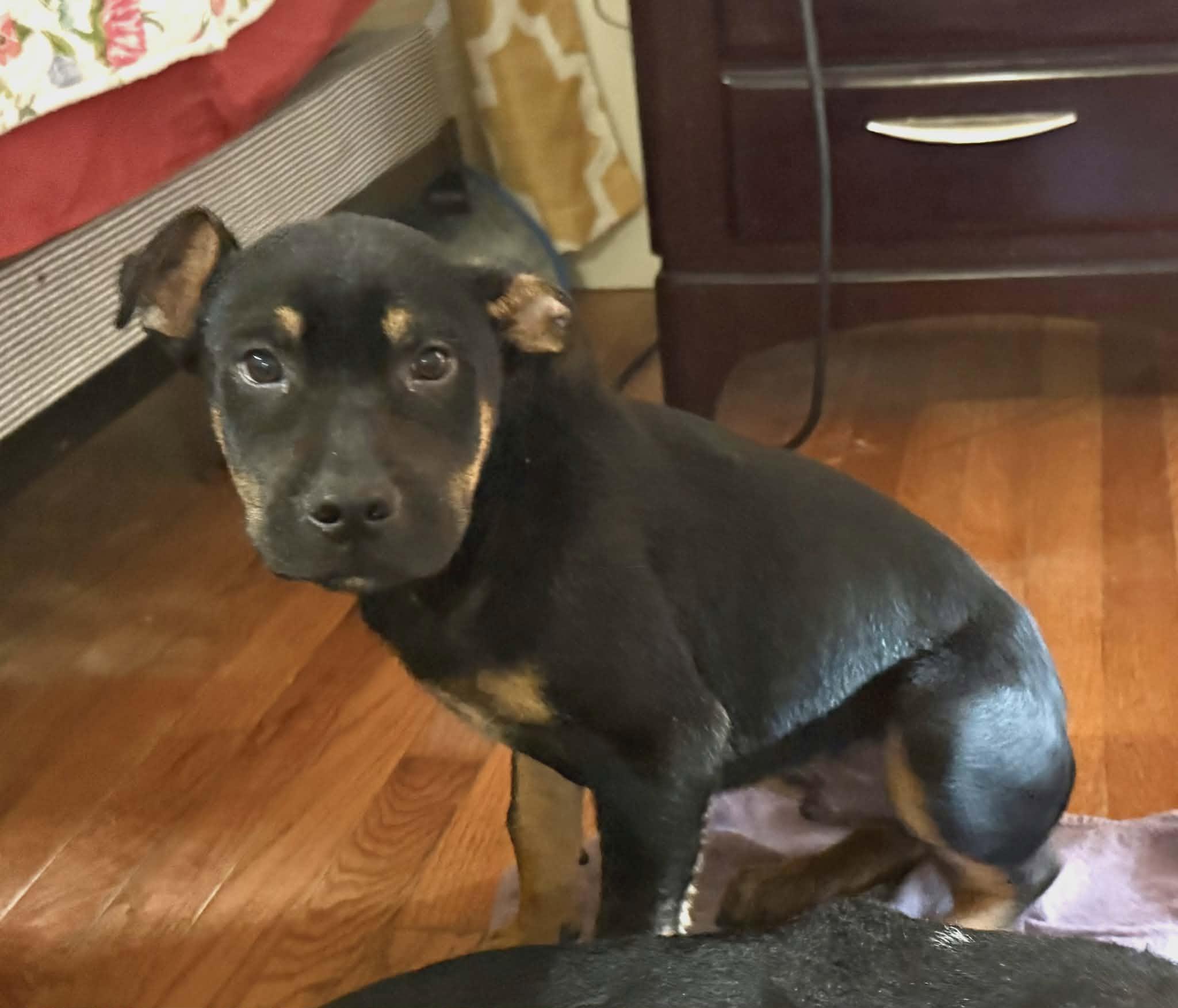 Ravi, a ADOPTABLE Mixed Breed in Northwood, NH image 3/3