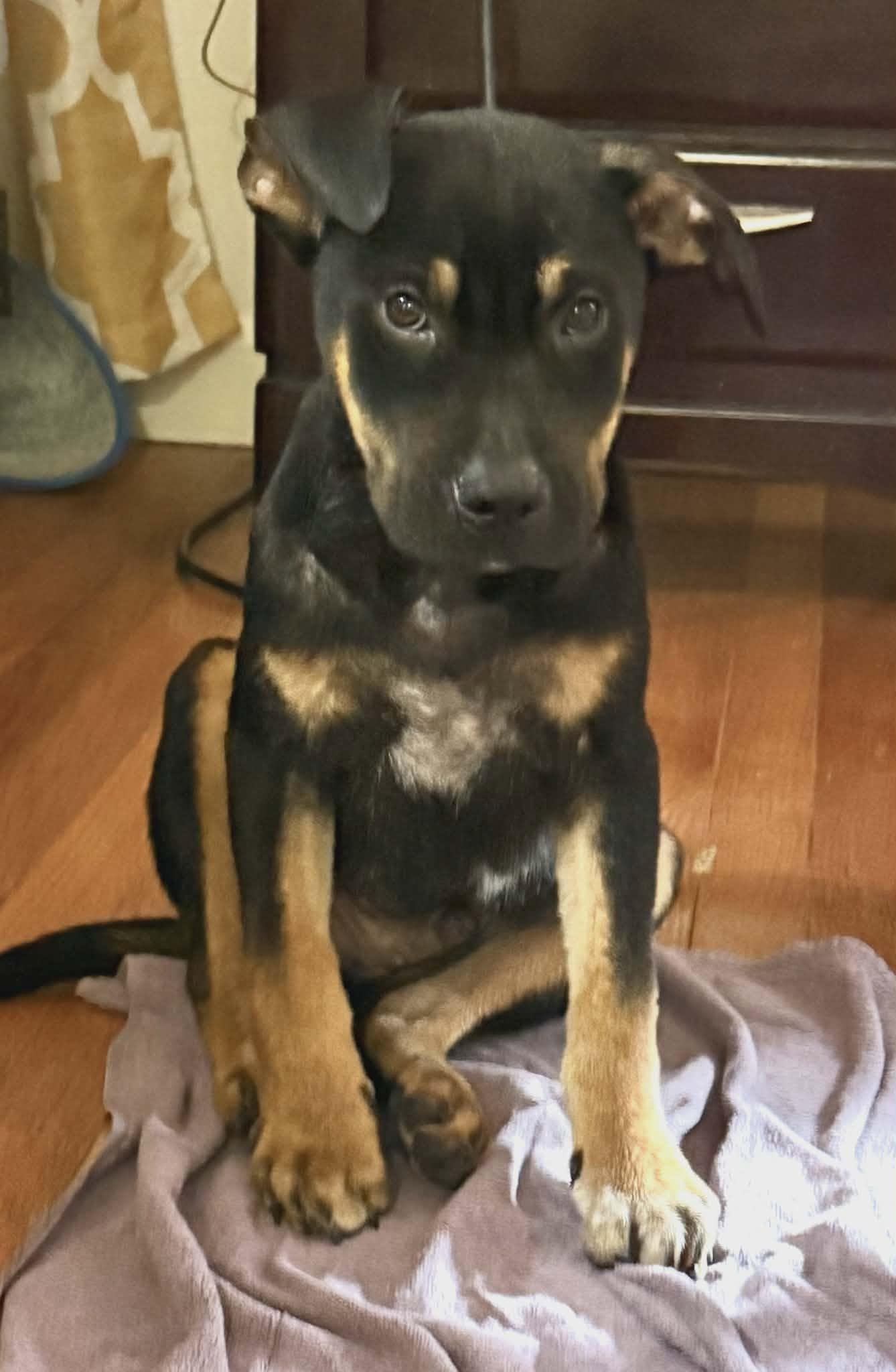 Ravi, ADOPTABLE, Puppy Male Mixed Breed.
