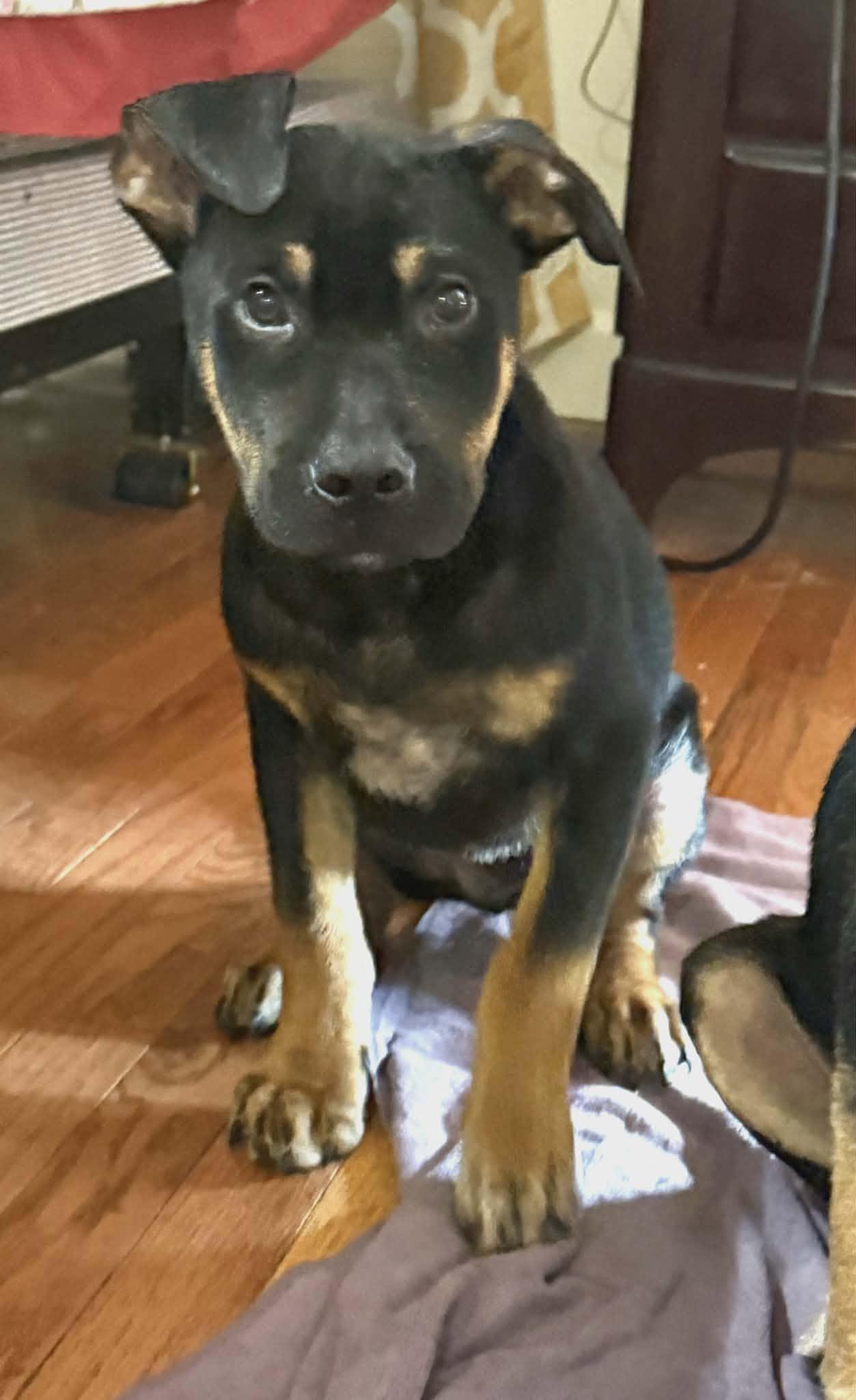 Ravi, a ADOPTABLE Mixed Breed in Northwood, NH image 2/3
