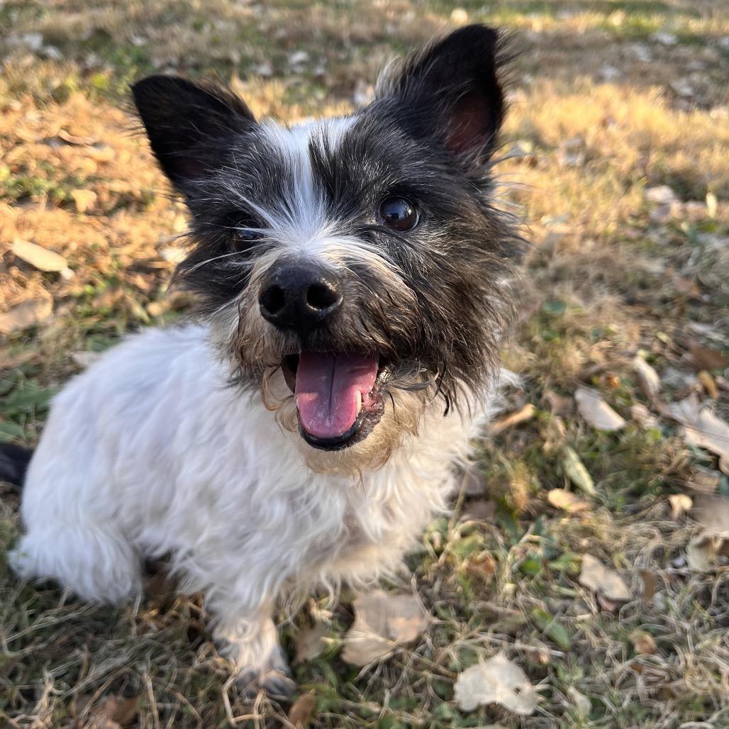 Peluche, adoptable, Senior Male Yorkshire Terrier.