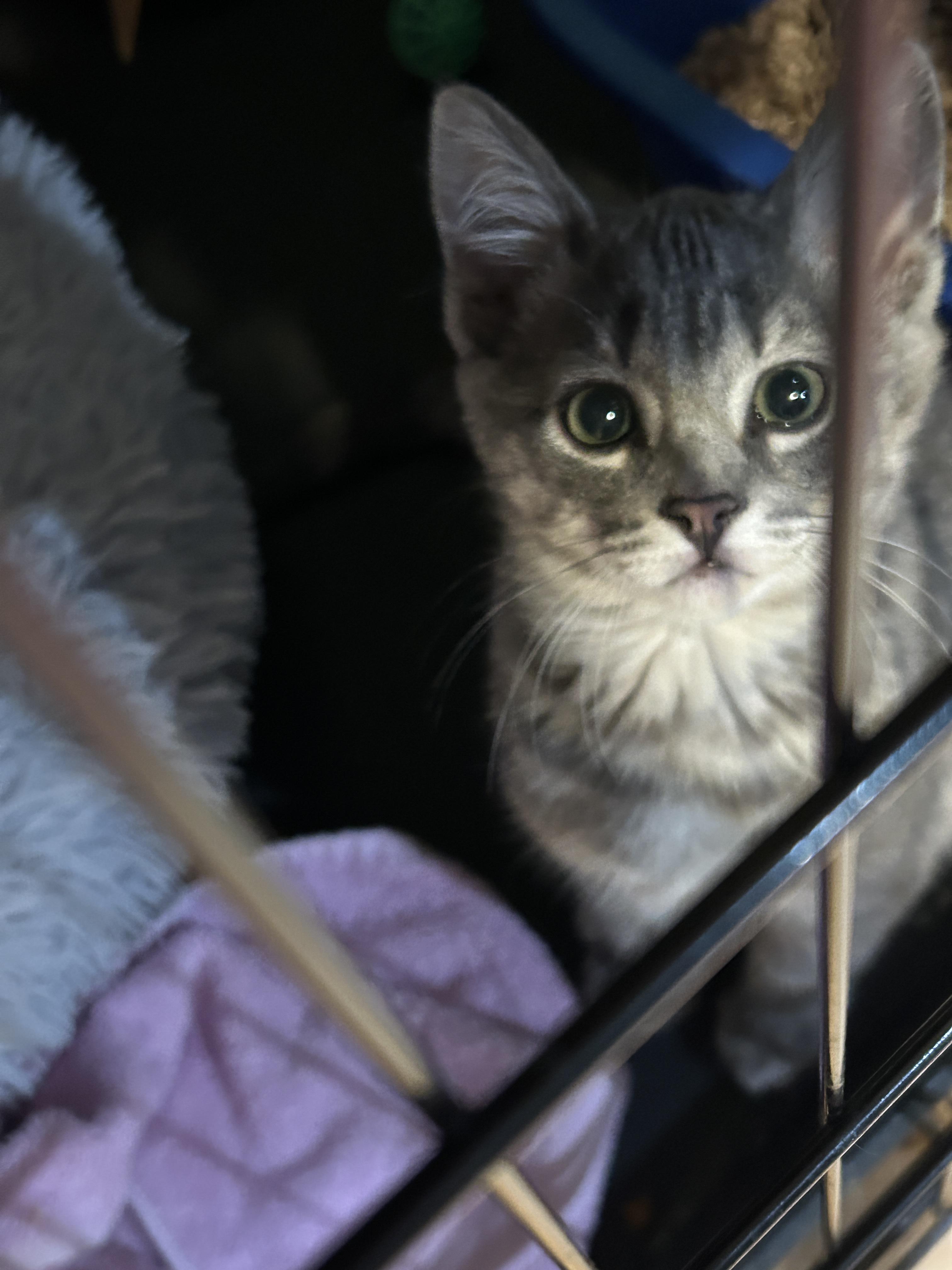 Munchkin, Adopted, Young Male Domestic Short Hair.