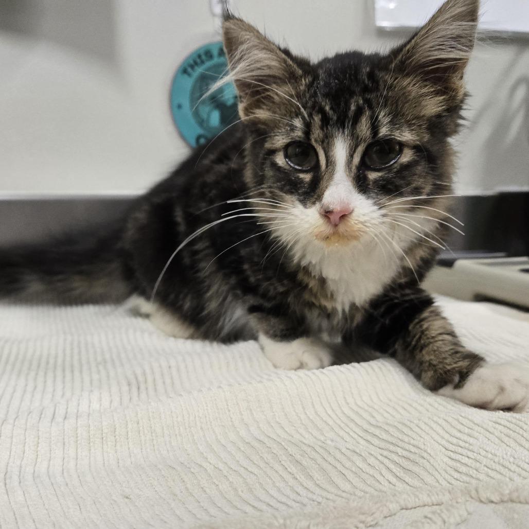 STRAY KITTEN "Whisper", Adoptable, Kitten Female Domestic Long Hair.