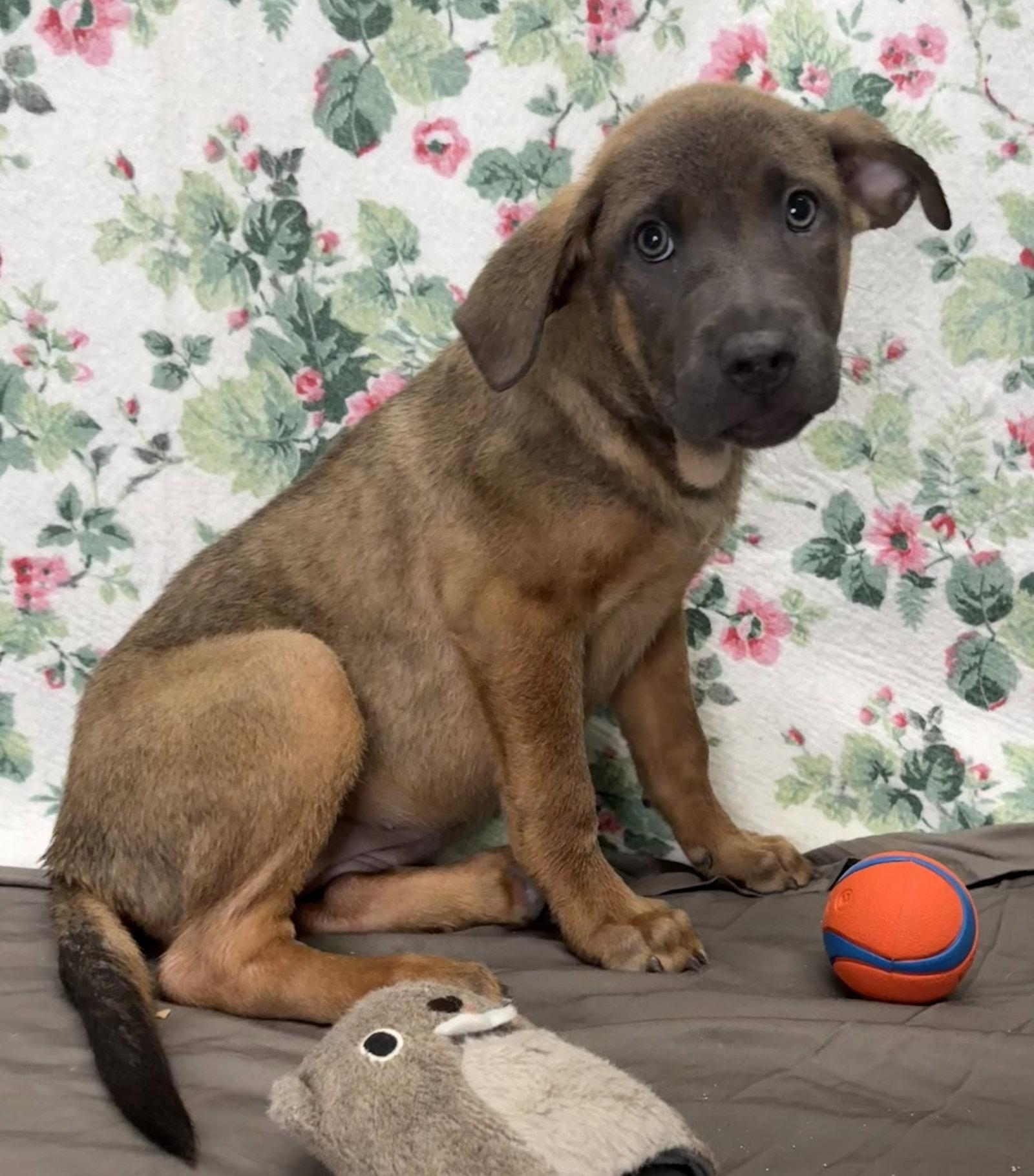 261235 Tanner, Adoptable, Young Male Shepherd.