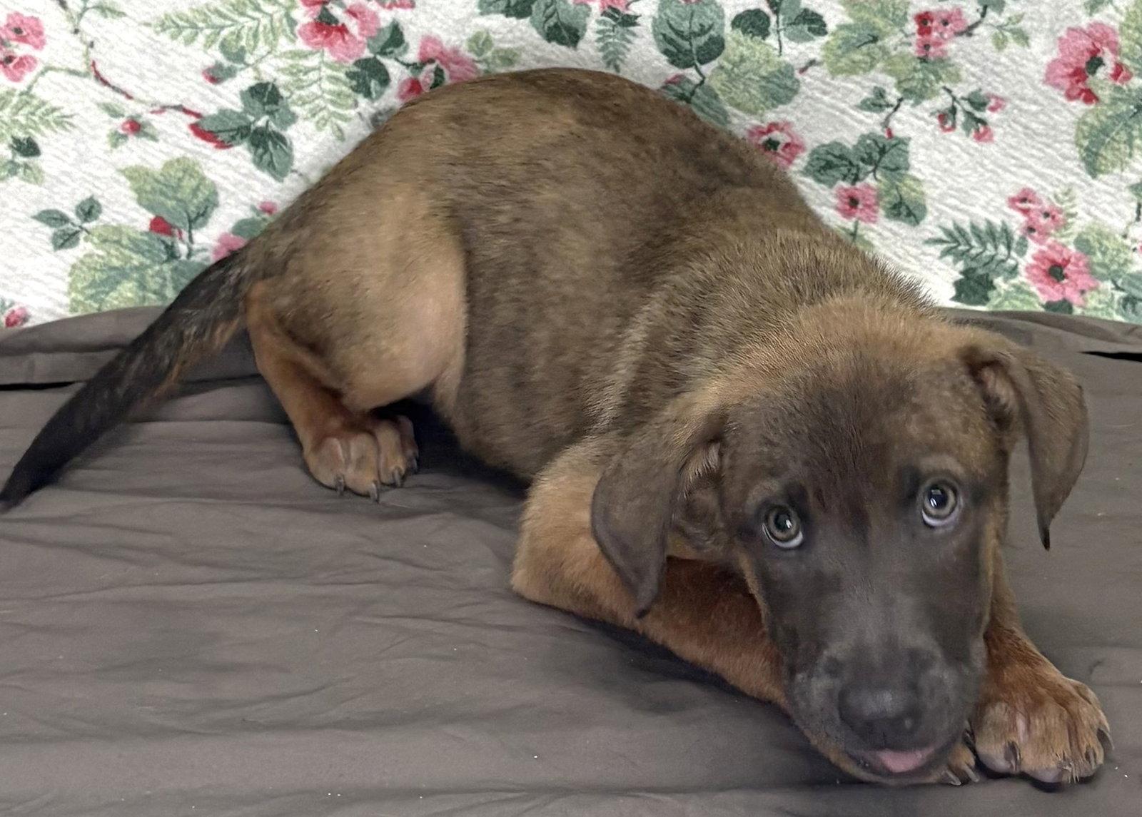 Enlarge 261235  Tanner, a Adoptable Shepherd in Wetumpka, AL image 2/2