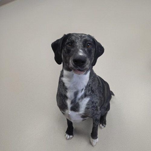 Maggi, Adoptable, Adult Female Catahoula Leopard Dog & Cattle Dog.