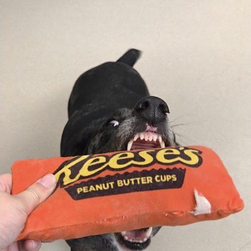 Enlarge Maggi, a Adoptable mixed breed in Grand Junction, CO image 2/4