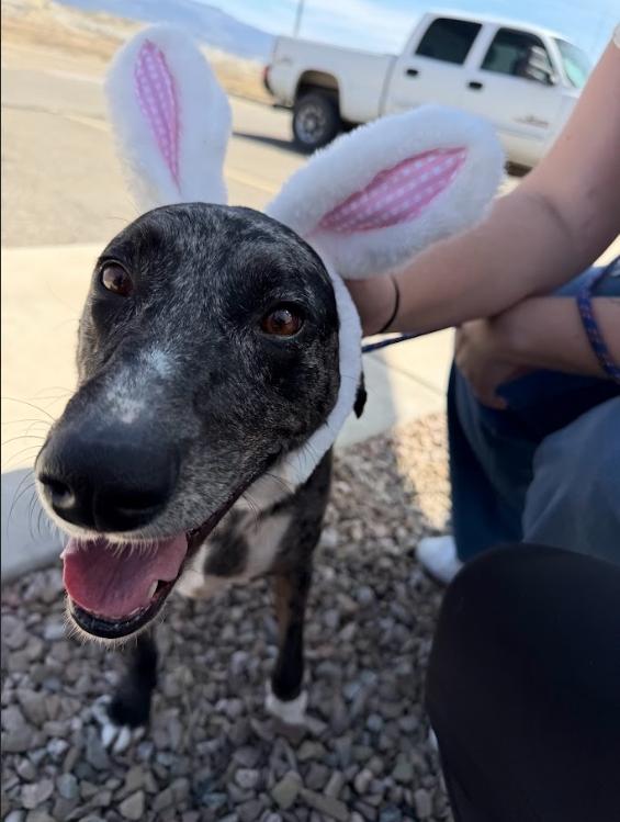 Enlarge Maggi, a Adoptable mixed breed in Grand Junction, CO image 3/4