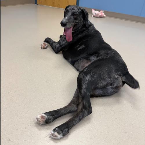 Enlarge Maggi, a Adoptable mixed breed in Grand Junction, CO image 4/4