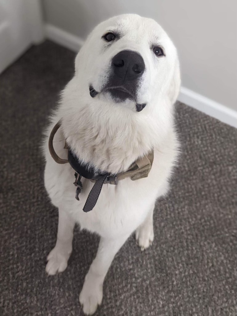 Keaton, a Adoptable mixed breed in Washington, MO image 2/8