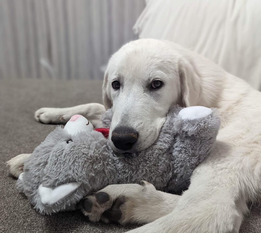 Keaton, a Adoptable mixed breed in Washington, MO image 3/8