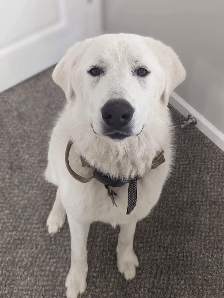 Keaton, a Adoptable mixed breed in Washington, MO image 4/8