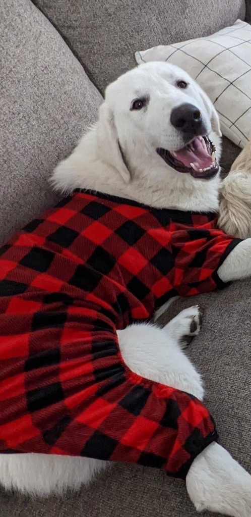 Keaton, a Adoptable mixed breed in Washington, MO image 5/8