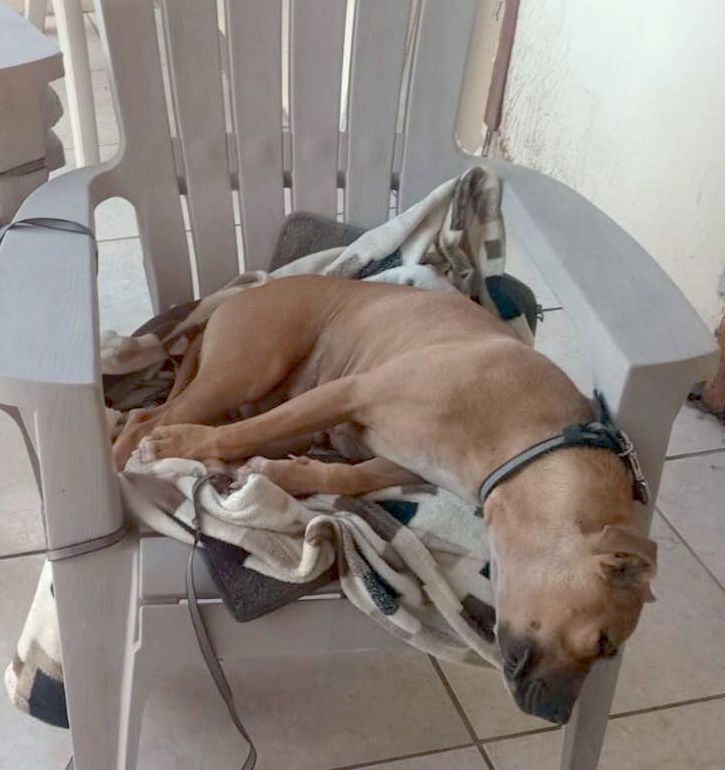 Niña(18), a Adoptable mixed breed in Mexicali, BCN image 4/6