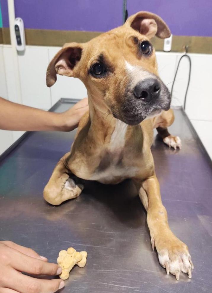 Niña(18), a Adoptable mixed breed in Mexicali, BCN image 5/6