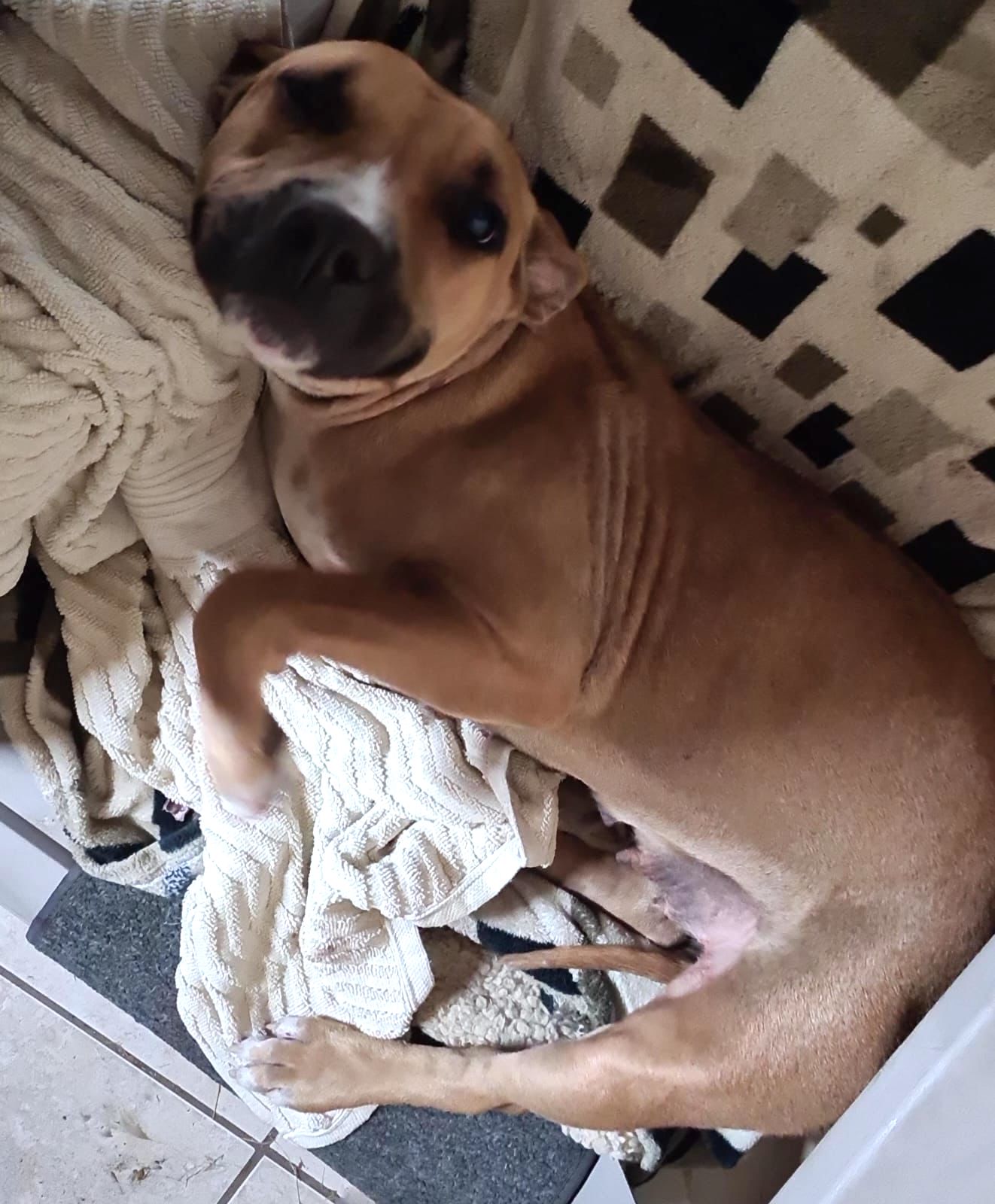 Niña(18), a Adoptable mixed breed in Mexicali, BCN image 3/6