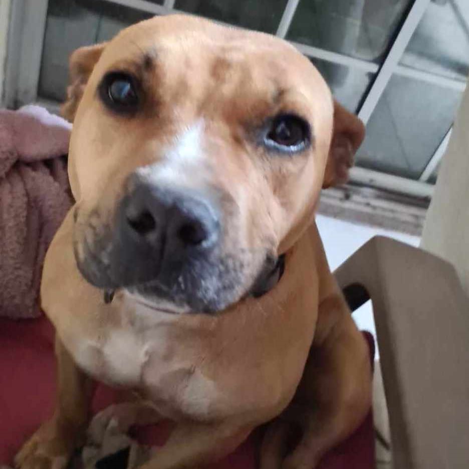 Niña(18), Adoptable, Young Female Pit Bull Terrier.