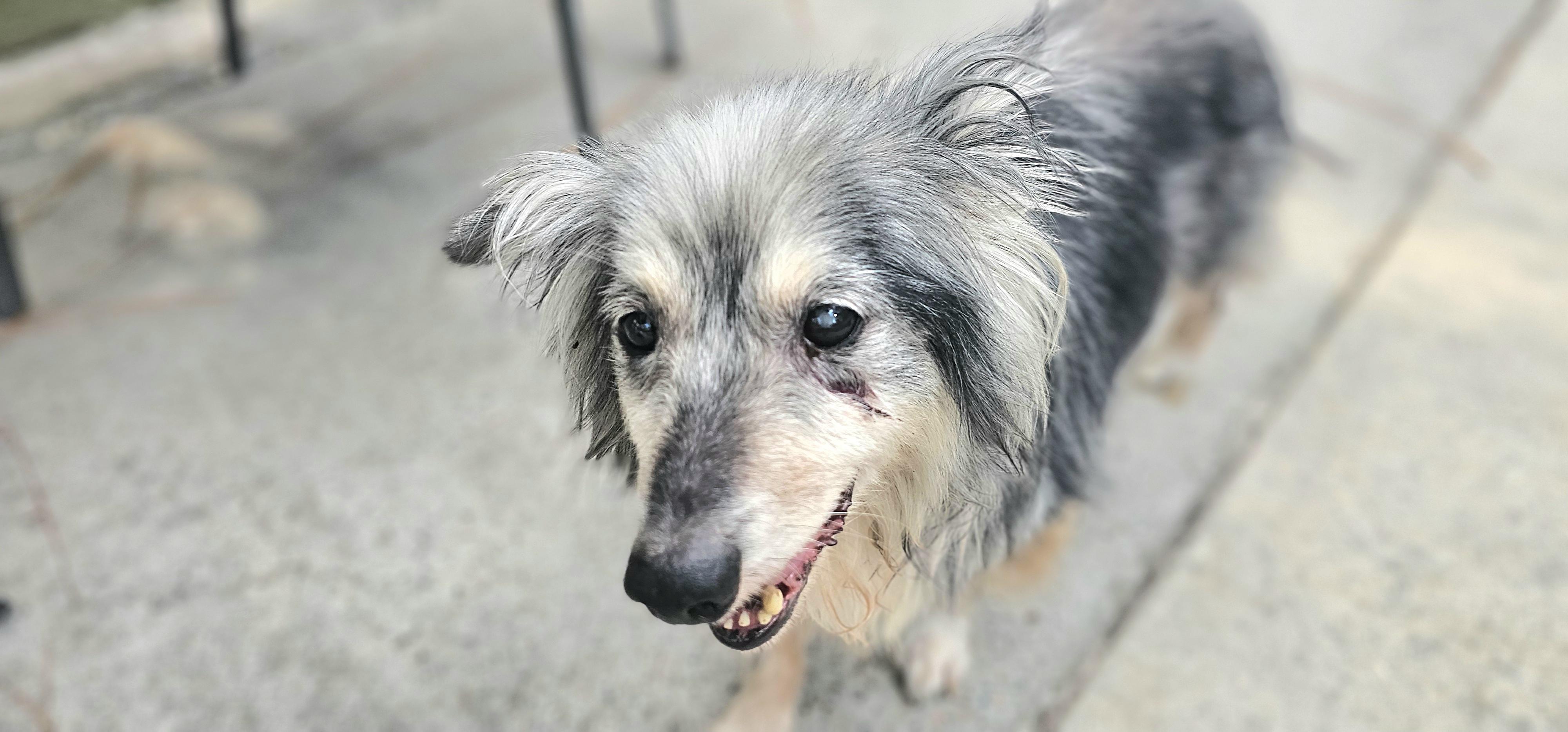 Enlarge Possum Pete, a ADOPTABLE mixed breed in Weeki Wachee, FL image 2/5