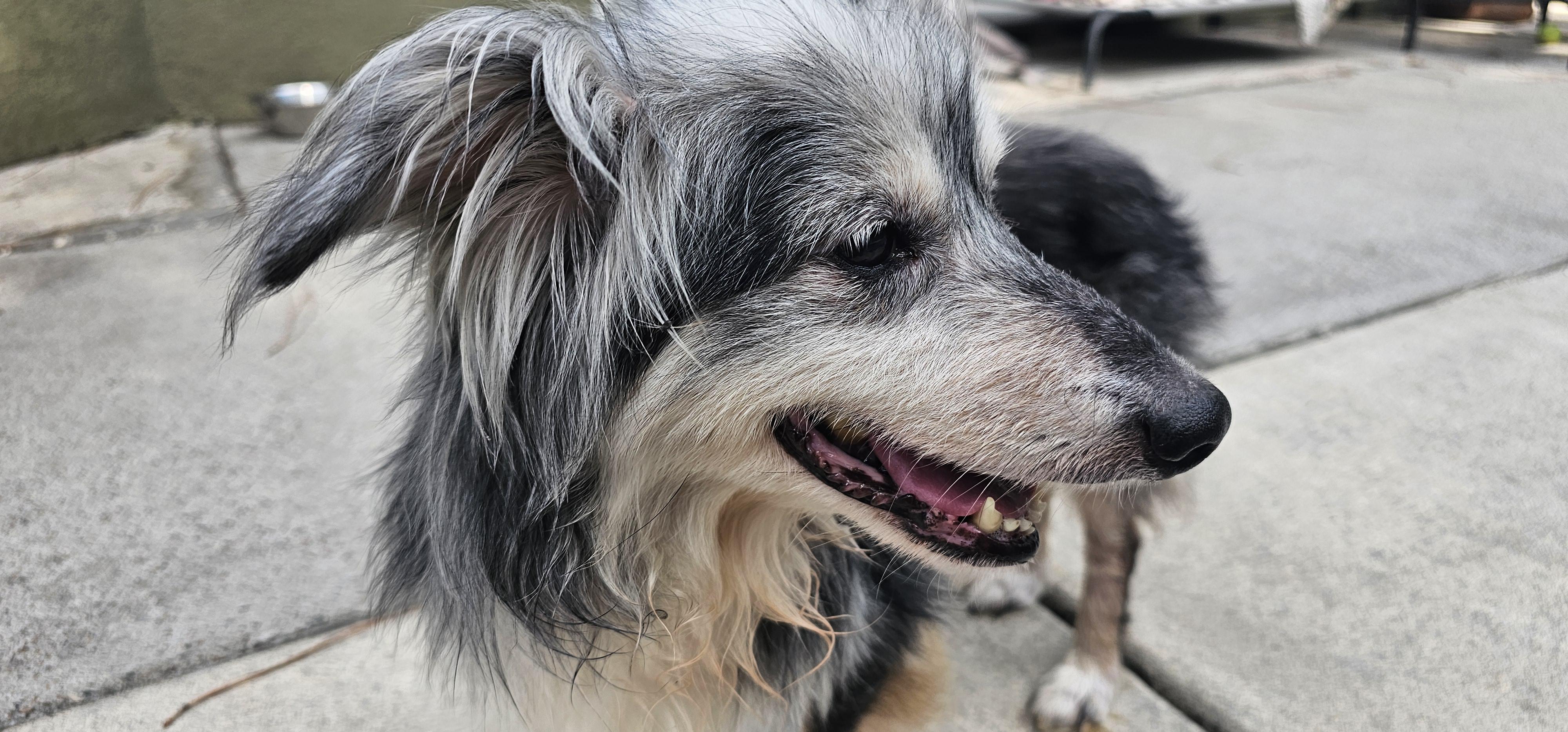 Enlarge Possum Pete, a ADOPTABLE mixed breed in Weeki Wachee, FL image 4/5