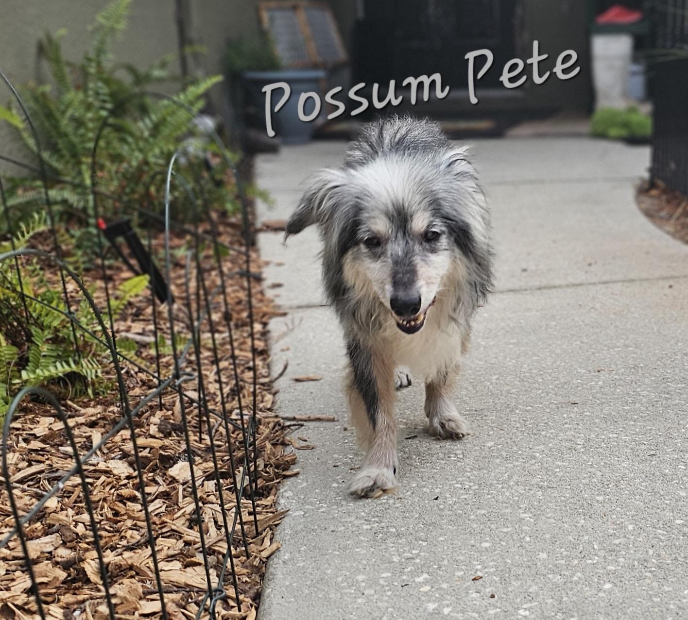 Possum Pete, ADOPTABLE, Senior Male Australian Shepherd & Shetland Sheepdog / Sheltie.