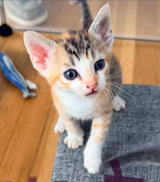 Sweet Tart, a Adoptable mixed breed in Miami, OK image 1/4