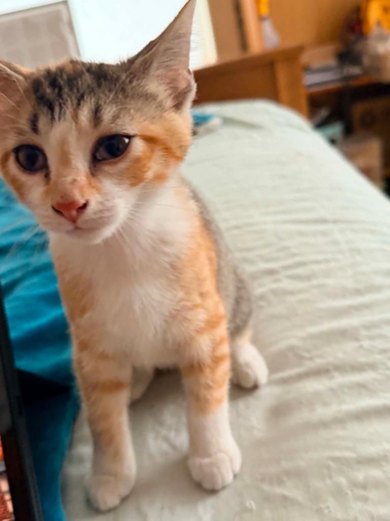 Sweet Tart, a Adoptable mixed breed in Miami, OK image 2/4