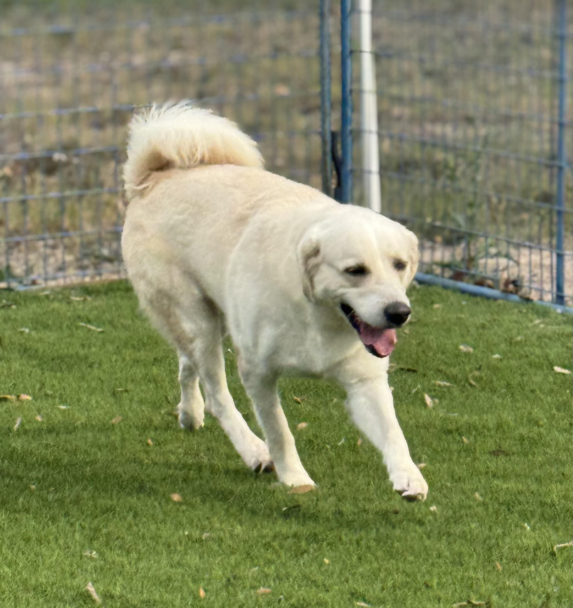 Enlarge Andres, a ADOPTABLE mixed breed in Williston, VT image 1/5