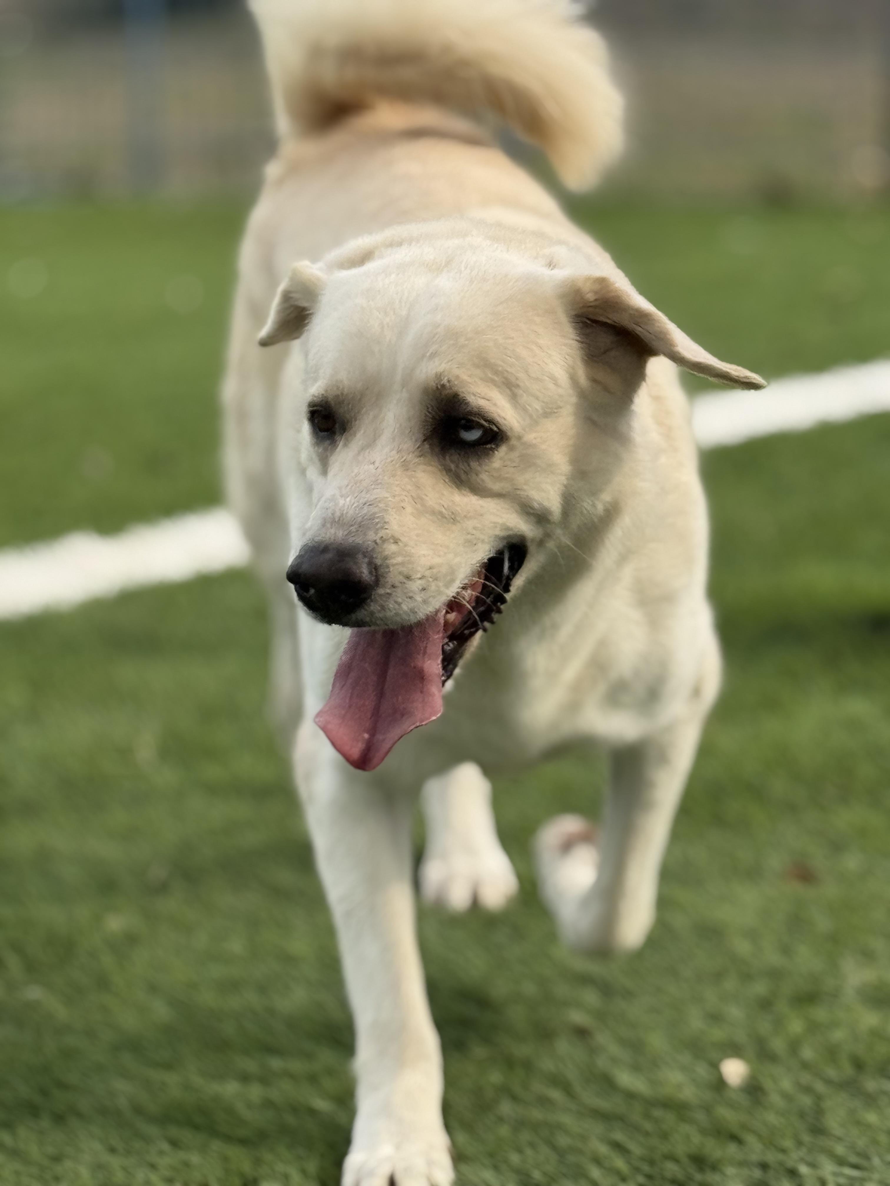 Enlarge Andres, a ADOPTABLE mixed breed in Williston, VT image 3/5