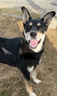 Enlarge Wilt, a Adoptable mixed breed in Reedsport, OR image 4/6