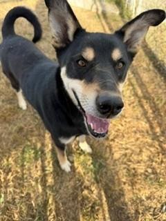Enlarge Wilt, a Adoptable mixed breed in Reedsport, OR image 5/6