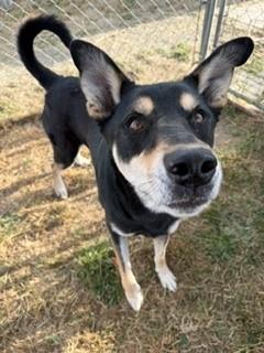 Enlarge Wilt, a Adoptable mixed breed in Reedsport, OR image 3/6