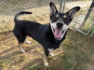 Enlarge Wilt, a Adoptable mixed breed in Reedsport, OR image 1/6
