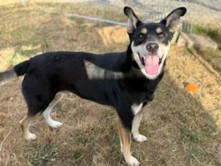 Enlarge Wilt, a Adoptable mixed breed in Reedsport, OR image 6/6