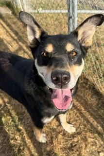 Enlarge Wilt, a Adoptable mixed breed in Reedsport, OR image 2/6