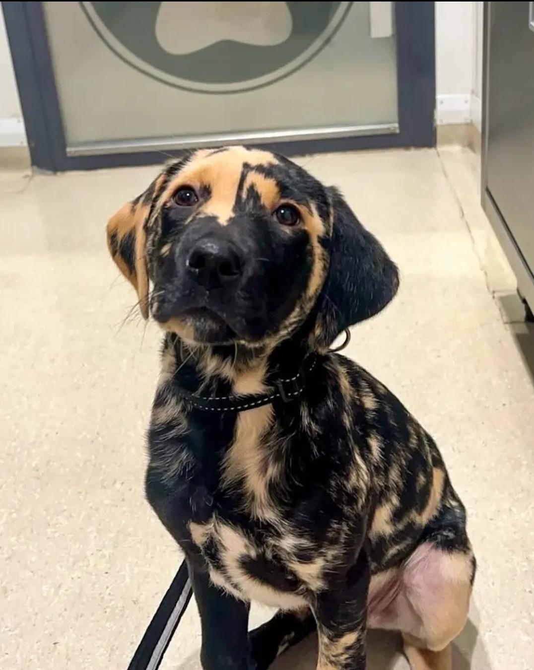Enlarge Spots, a Adoptable Labrador Retriever in Woodsfield, OH image 1/1