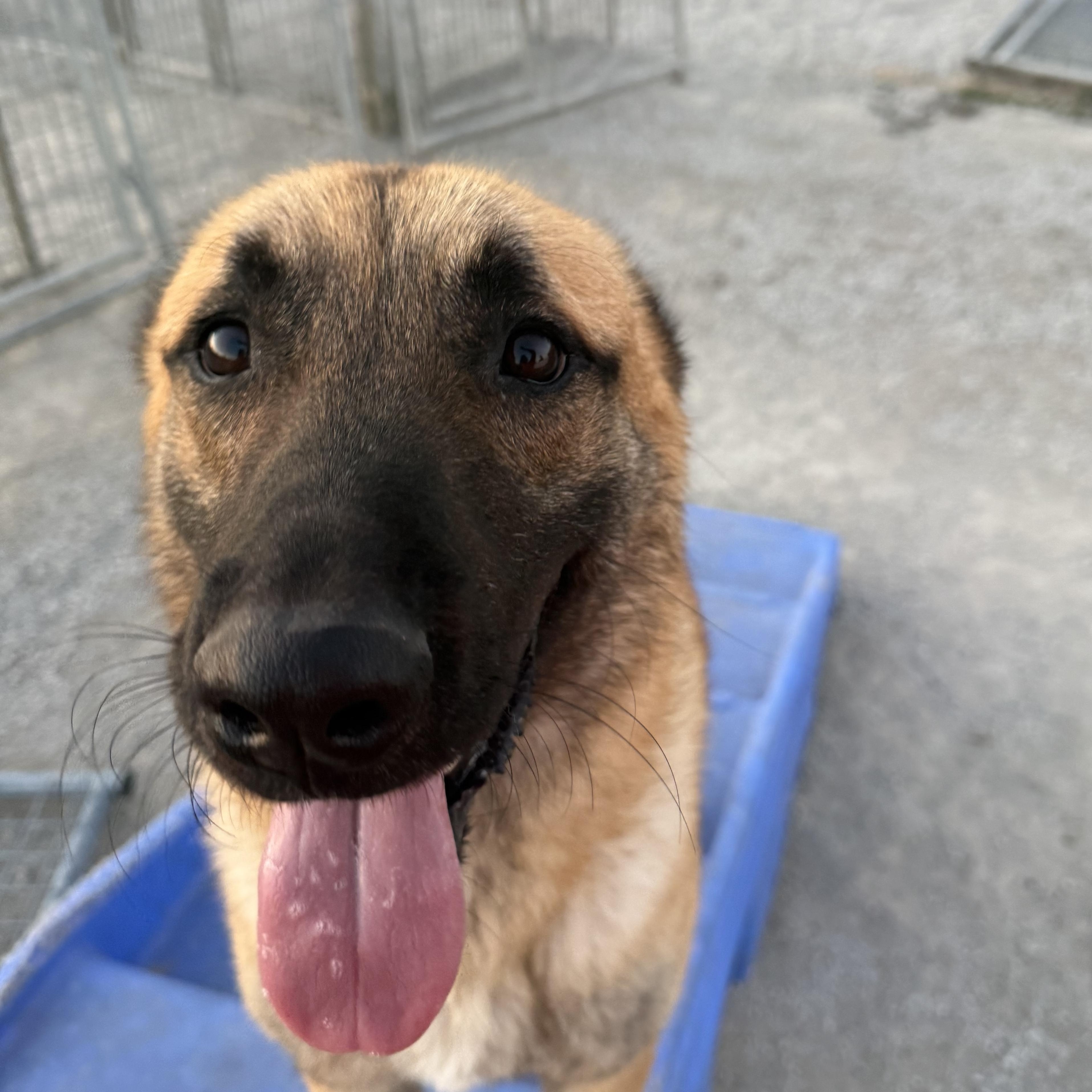 Enlarge Nyx, a ADOPTABLE Belgian Shepherd / Malinois in Hiawatha, KS image 5/6